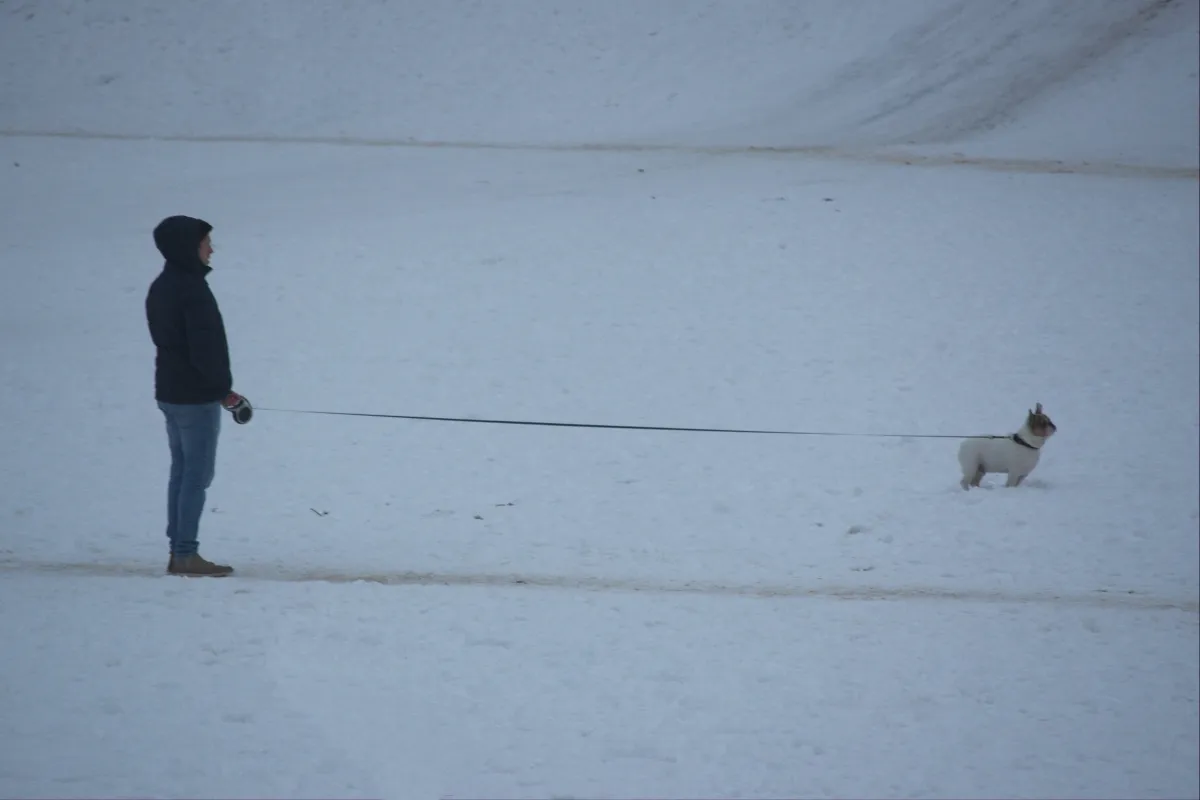 Small white dog straining at a long leash on a snowy slope beside its owner